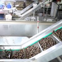 2 tonnes de capacité horaire d'Inshell de châtaigne d'économie de travail de trieuse