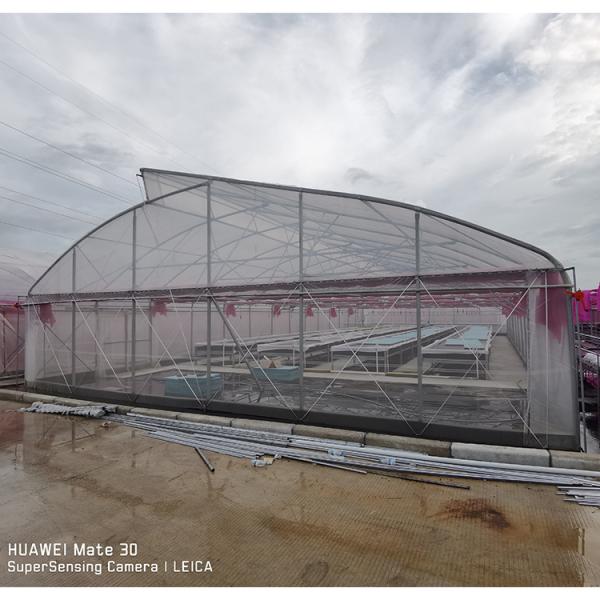 Durable Hot Dipped Galvanized Steel Structure Greenhouses for Tomato Lettuce and Pepper