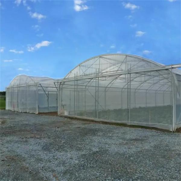 Baolida 8x12M Tunnel Greenhouse with 2.8m Height for Vegetables