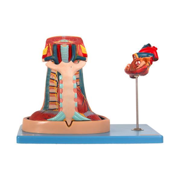 Import PVC Anatomy Mediastinum Model For Medical School Training