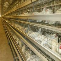 160 oiseaux un type équipement de ferme d'oeufs de volaille de poules de cage de volaille