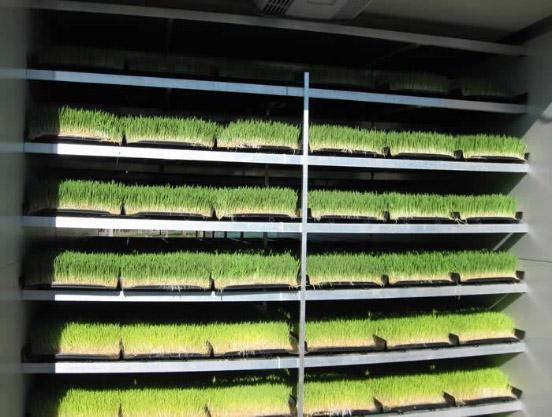 Forraje en contenedores multifuncionales para la cría de flores/hortalizas/semillas de doble capa