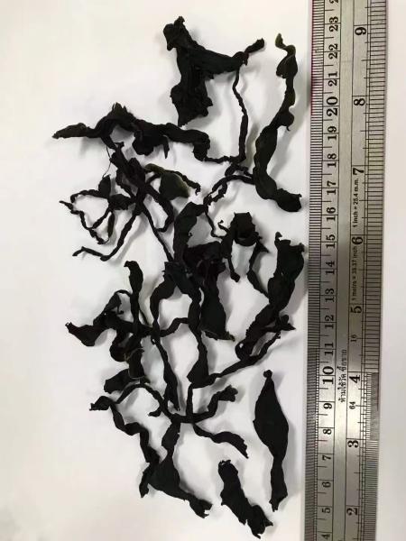 Premium Tender Wakame: Soft, Dark Green Goodness for Soups & Salads
