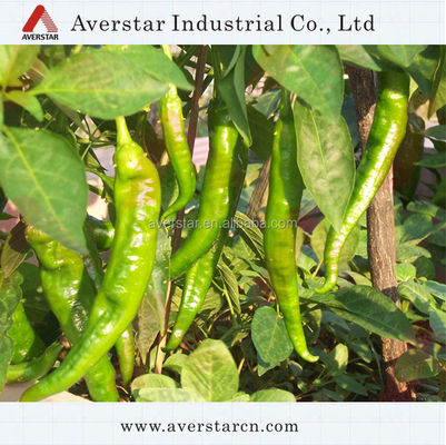 Classification MT 99% TC As A Plant Growth Regulator For Shoot And Root Development