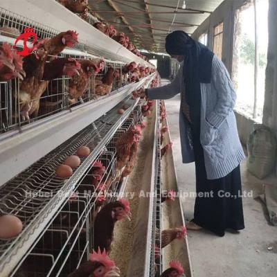 Automatic Battery Poultry Cage Cold Galvanized For Laying Chickens In Africa Market Iris