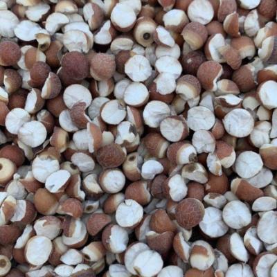 Organic Semen Euryales Health Food Ingredients Euryale Ferox Seed