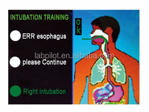 Vivid Anatomy Intubation Head for Electronic Multi-functional Airway Management Model