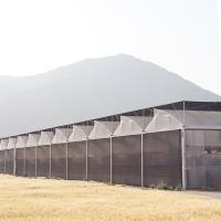 Equipo de cultivo de invernaderos con película de plástico de poli-túnel de larga duración para el cultivo de tomates