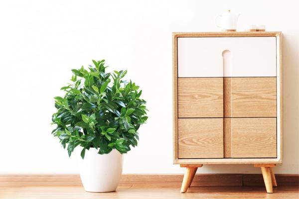 Folhas naturais artificiais sempre-verdes da árvore 30-60cm da fortuna da planta em pasta para a decoração do quarto