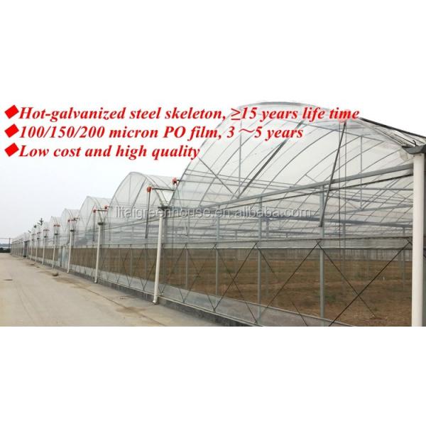 Agricultural Greenhouse Ltd. Presents Large Vertical Hydroponic System for Lettuce