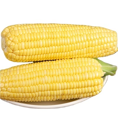 Wholesale Preservation Quick Frozen Sweet Glutinous Corn Stick  Grains Fresh Sweet  Corn Cutting on the Cob
