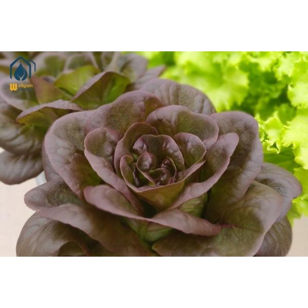 Easy Open Hydroponic Growing System PVC NFT Pipes 100*50mm For Greenhouse Leafy Vegetables Planting