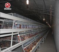 Le grand poulet de couche de capacité mettent en cage chaud plongé galvanisé