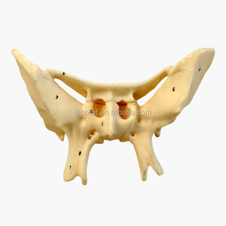 Amplified Alar Bone Sphenoid Bone Detailed Anatomy Structures Model for Medical Study