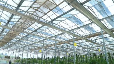 Customizable  Patterned Glass for Building Greenhouse for Vegetables and Flowers