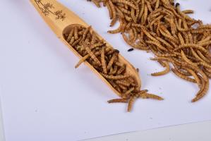 Wholesale High Quality Yellow Dried Mealworms, Dried Mealworm Powder