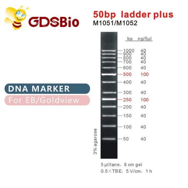 Blue Appearance 50bp DNA Ladder Electrophoresis 50ug