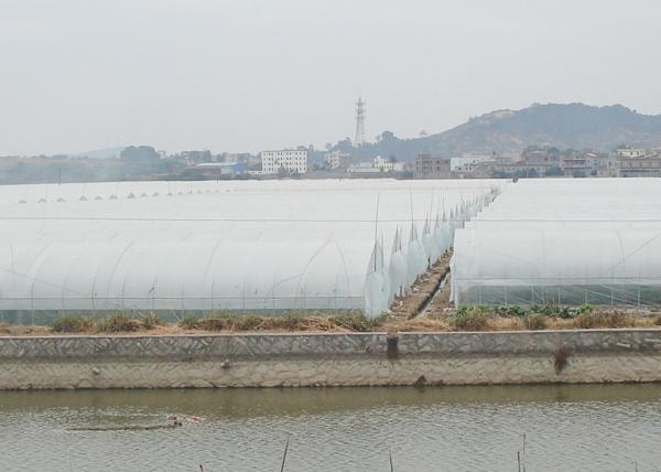 Anti Corrosion Single Span Greenhouse High Tunnel Agriculture Greenhouse With Irrigation System
