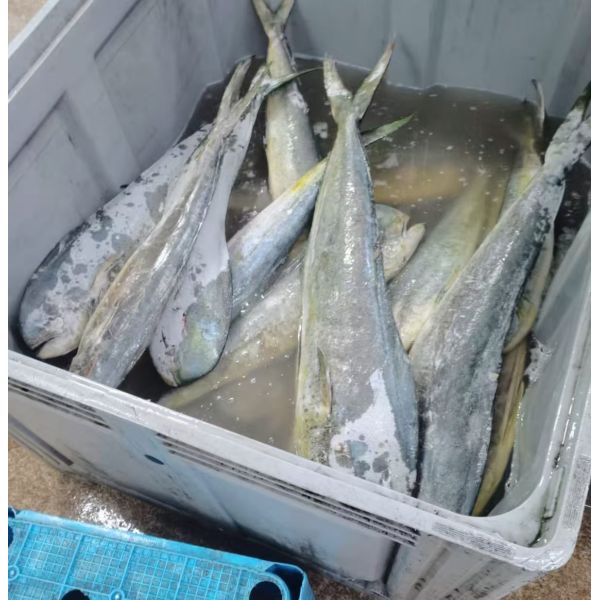 Frozen Mahi Mahi jigger caught