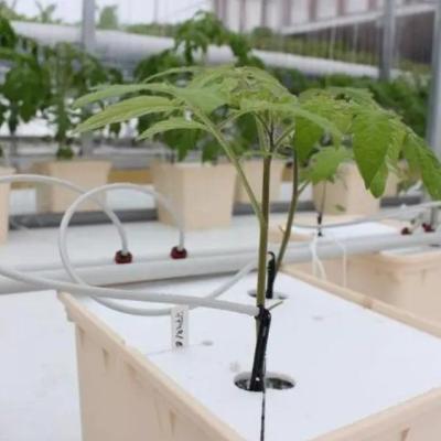 Estrutura de aço Container de agricultura vertical Estufas com sistema hidropónico multi-span