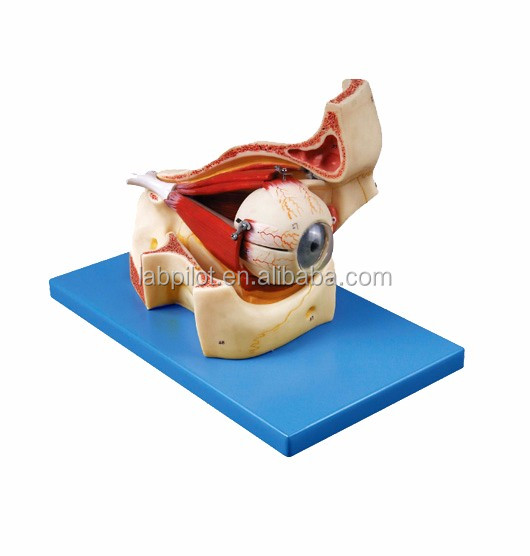 Ophthalmological Anatomical Models Eyeball Model and Orbit with Deluxe 9-part Eye Model