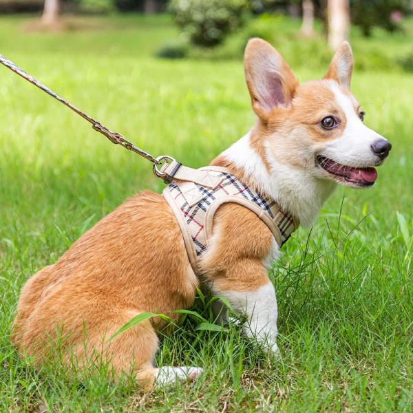 O chicote de fios ajustável bonito e a trela do cachorrinho da manta ajustaram a prova pequena do escape da veste do cão