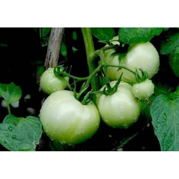 Organic Liquid Calcium Magnesium Fertilizer