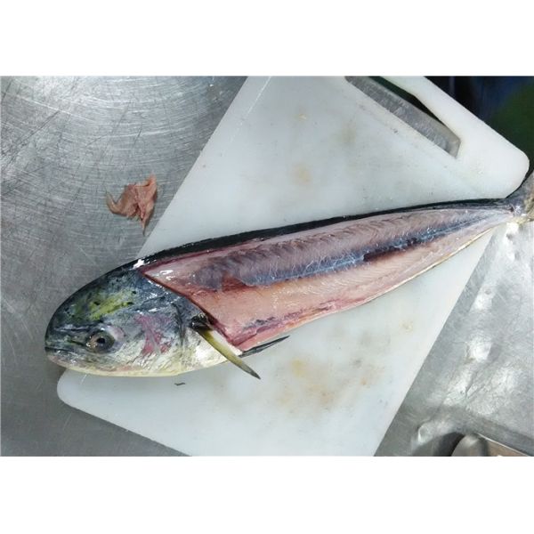 Круг свежее Mahi Mahi Тихого океана 1KG 2KG BQF весь
