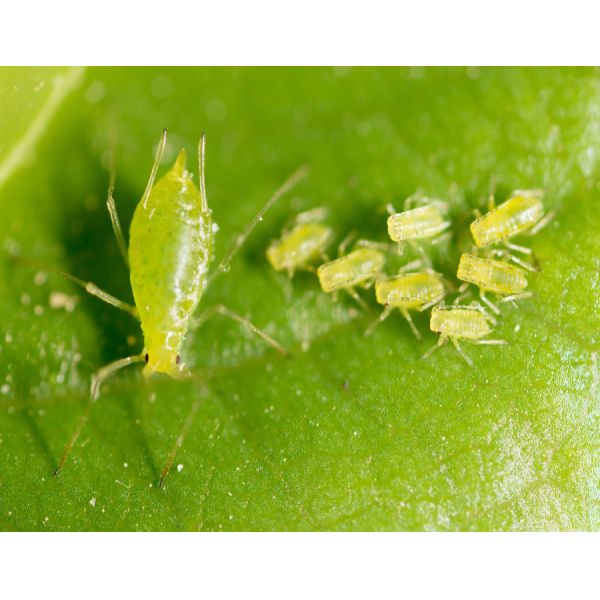 30% Тиаметоксам СК эффективен против сельскохозяйственных насекомых Рис Растение скорпион Агрохимические натуральные инсектициды на рис