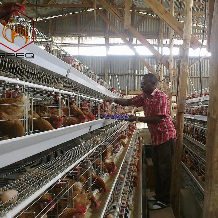 Customizable Size A Type Layer Cage 3-8 Tiers Layer Chicken Cage Stepped Design