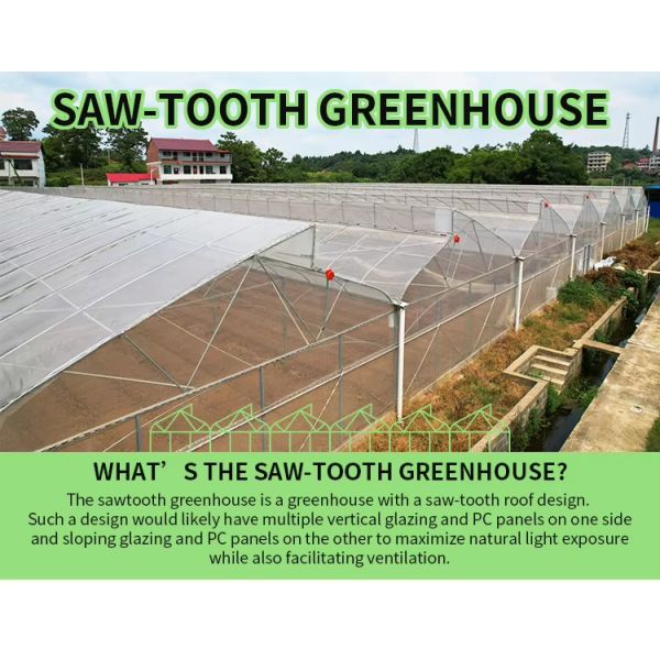 С запасами 24х40м Высокий тоннель Сырьёный зеленый дом Вентиляционная теплица Тропическая теплица Для продажи