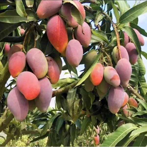 Natural Potassium Fulvate Powder with Fulvic Acid 95% Content and 99% Water Solubility