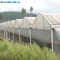 Serre chaude multi d'envergure de feuille de plastique de tunnel de Multispan de style gothique haute pour l'élevage de tomate