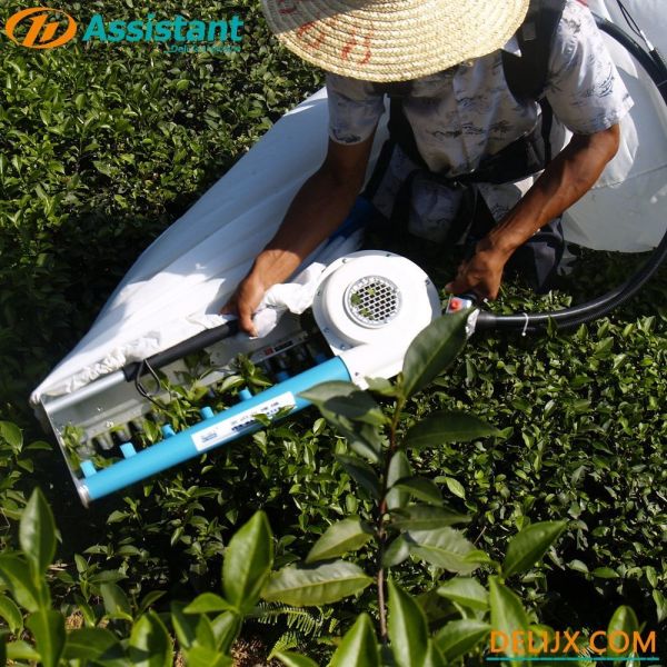 Portable Custom Hand Backpack Tea Picking Machine with Gasoline Engine Drive DL-4C-A