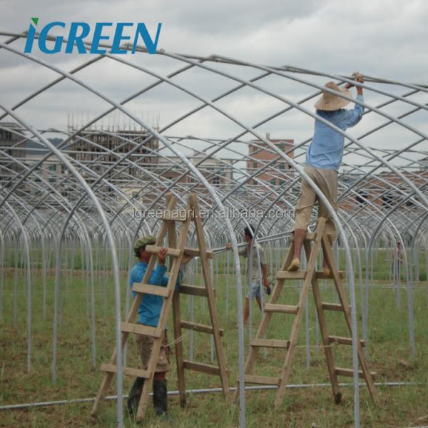 10m Tunnel Width Multi Span Greenhouse Steel Pipe Greenhouse For Hydroponic System