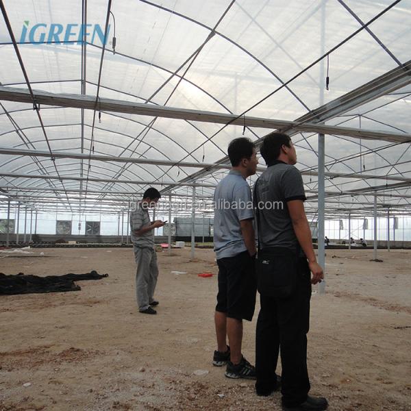 Multi-Span Agricultural Greenhouses Hot Climate Cover with 150/200micron Plastic Film