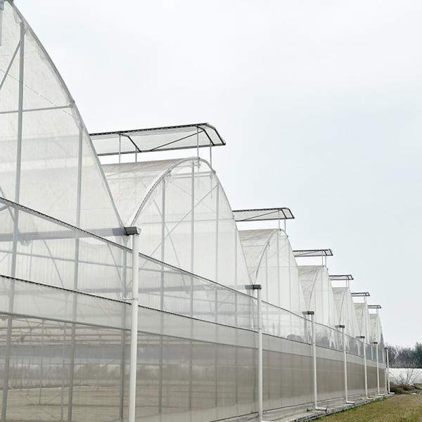 Commercial Industrial Plastic Film Agricultural Multi-span Poly Tunnel Greenhouse