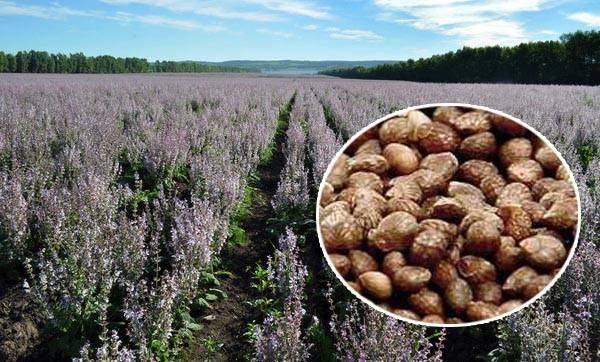 Brown Appearance Natural Agricultural Products Perilla Seeds 2 - 3mm Size