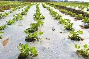Non Woven Fabric for Modern Agriculture 100-600mm Width 0.5-1.5mm Thickness