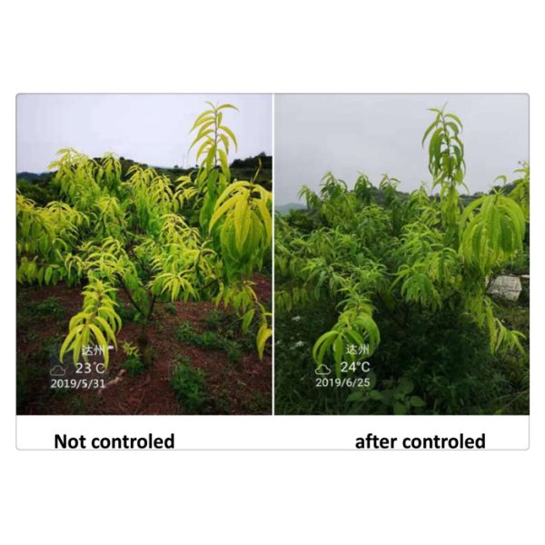 Adubo Chelated 6% solúvel em água do ferro para a plantação de árvores nova do pêssego