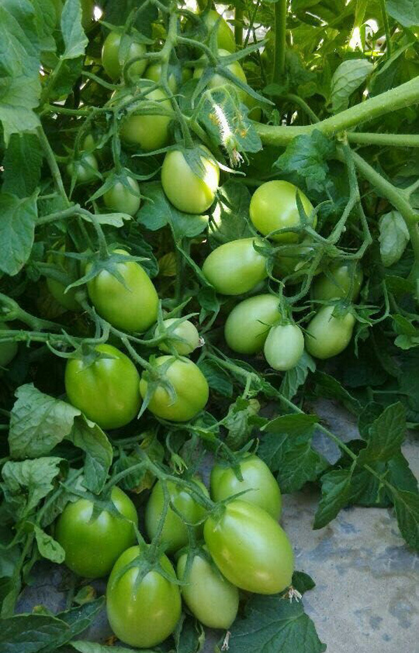 Sala Oblong Determinate Hybrid Tomato Seeds Bacterial Resistance  T12