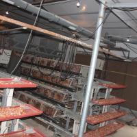 4 Tiers Poultry Farm Egg Layer Battery Chicken Cage With Automatic Nipple Drinker