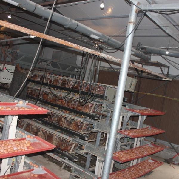 4Rows 50000 Hen Layer Chicken Cage Battery System 240 Birds / Cage