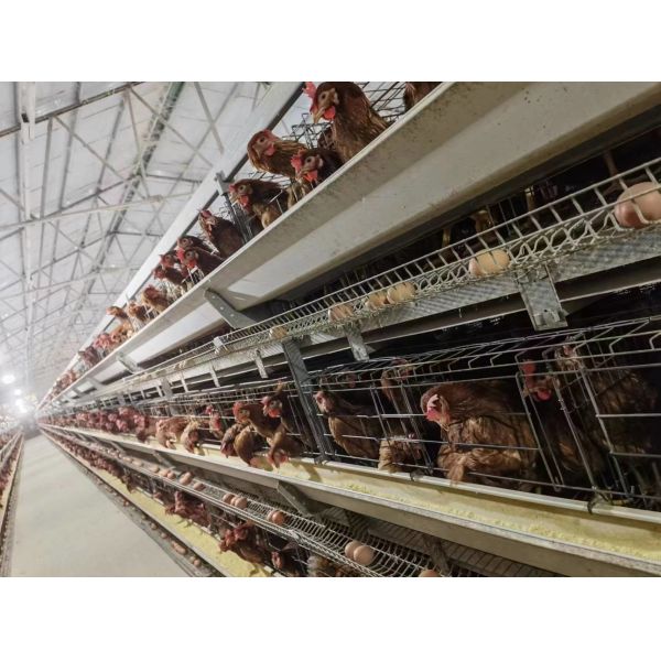 Egg Layer Battery Chicken Cage For 30000 Layers Fully Automatic Poultry Cage System
