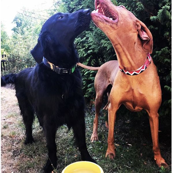 Adjustable 0.8 Inch 2 Inch Nylon Dog Collar Supplies Elastic Woven Black And Red