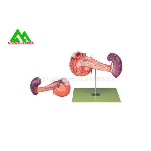 Recycled Medical Human Digestive System Model For Teaching Life Size 6 Parts