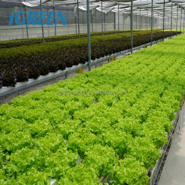 Commercial NFT Hydroponics System Single Layer