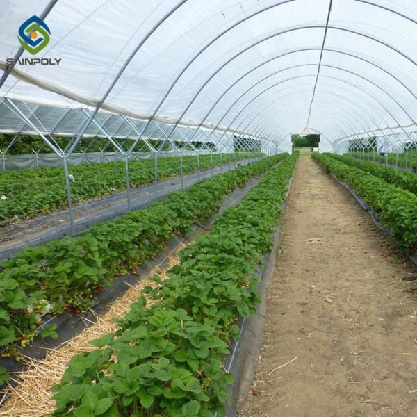0.20mm Cucumber Plant Pe Film Single Span Greenhouse