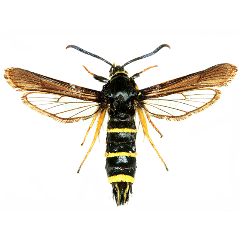 Pheromone Lure for Paranthrene tabaniformis