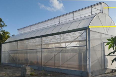 Metal Frame Covered Outdoor 6x15m Agricultural Commercial Green House Umbrella Roof Vent Greenhouse With Ventilation